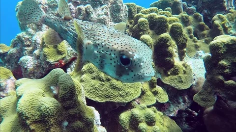 Porcupine Fish on Coral Reef Stock Footage 88176853