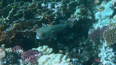 Porcupine fish Stock Footage 53368080