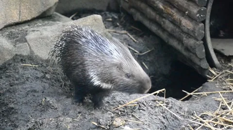 Porcupine Stock Footage 8519627