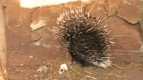 Porcupine Vídeos de archivo 22250466