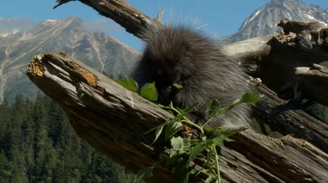 Porcupine Stock Footage 38848156