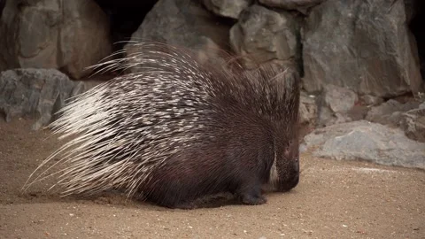 Porcupine Video stock 151603152