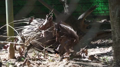 Porcupine Stock Footage 209530072