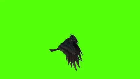 Porcupine Stock Footage 295556621