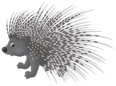 Porcupine Stock Illustration