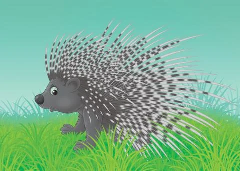 Porcupine Stock Illustration