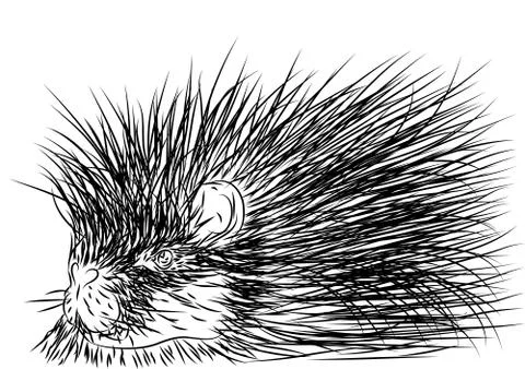Porcupine Stock Illustration