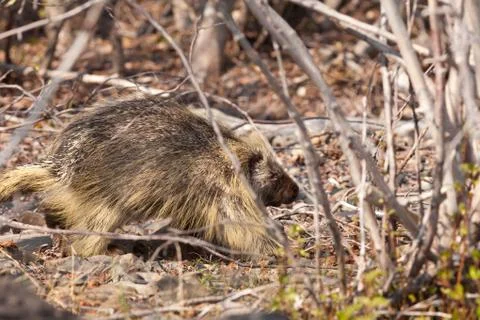 Porcupine Stock Photos