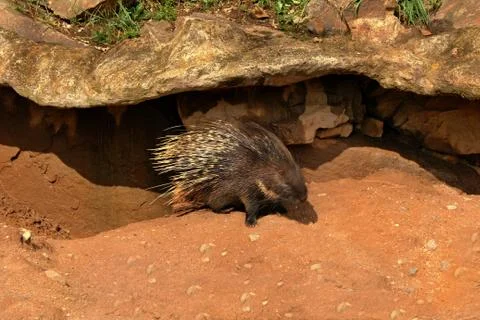 Porcupine Stock Photos