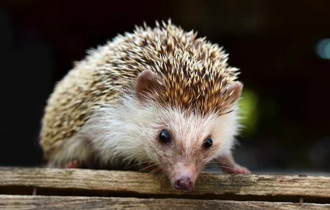 Porcupine Stock Photos