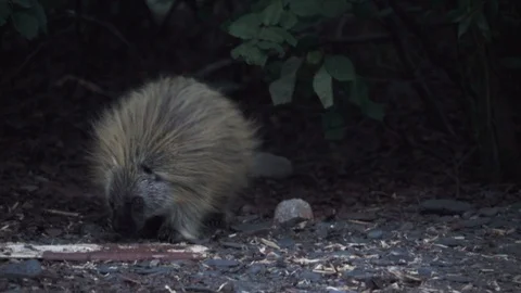 A porcupine plays eats in a clearing in a forest Stock Footage 92363479