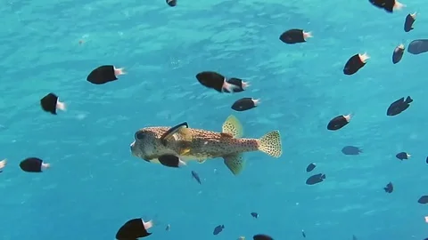 Porcupine pufferfish, diodon hystrix cleaned by cleaner fish Stock Footage