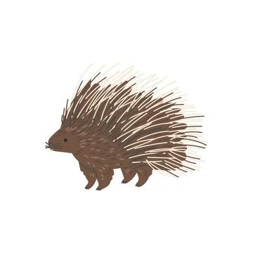 Big porcupine quills Stock Photo