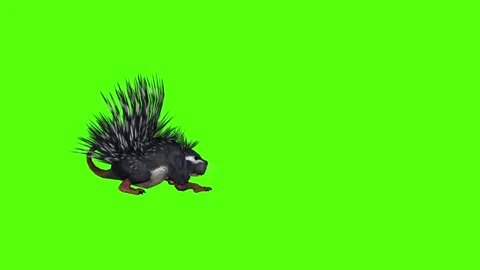 Porcupine Rolling Attack Green Screen Animation 4K Rendering Stock Footage 295556862