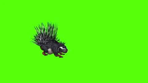 Porcupine Rolling Attack Green Screen Animation 4K Rendering Stockbeeldmateriaal 295556863