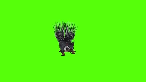 Porcupine Rolling Attack Green Screen Animation 4K Rendering Stock-Footage 295556864