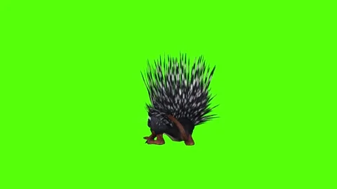 Porcupine Rolling Attack Green Screen Animation 4K Rendering Stock Footage 295556878