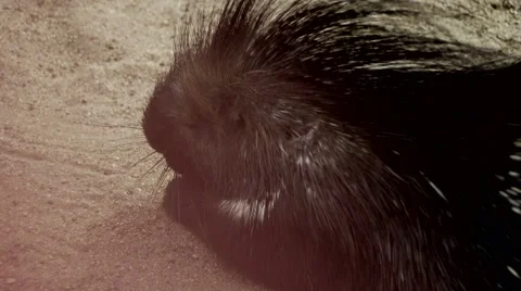 Porcupine in the Sand Stock Footage 62057148
