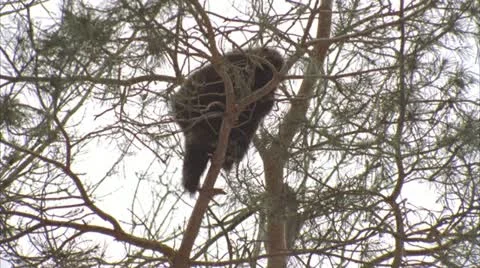 Porcupine In The Tree Stock-Footage 18010496