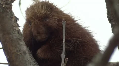 Porcupine in Tree Vidéo 22397694