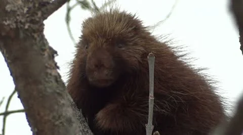 Porcupine in Tree Vídeo Stock 22399337