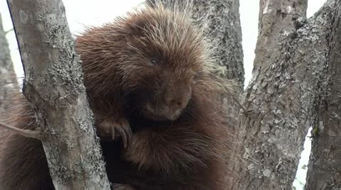 Porcupine in Tree Vidéo 22408705