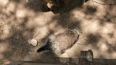 Porcupine Walk Stock Footage 111189009