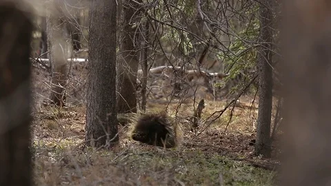 Porcupine walking through forest Stock Footage 79035871