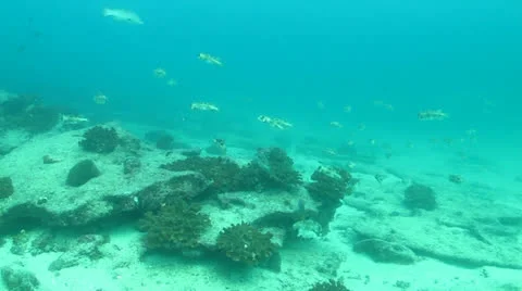 Porcupinefish Stock Footage 24281713