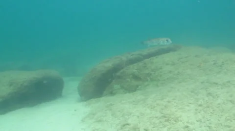 Porcupinefish Stock Footage 24304273