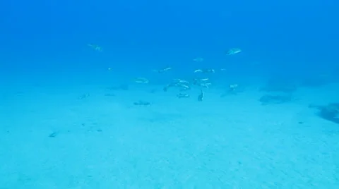 Porcupinefish Stock Footage 24370936