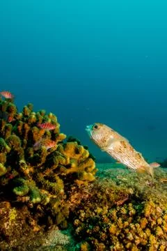 Porcupinefish Stock Photos