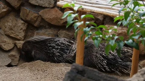 Porcupines Digging 01 Stock Footage 88022735