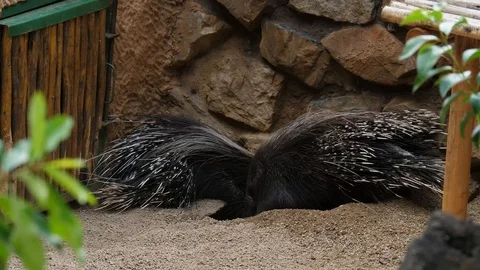 Porcupines Digging 02 Stock Footage 88022362
