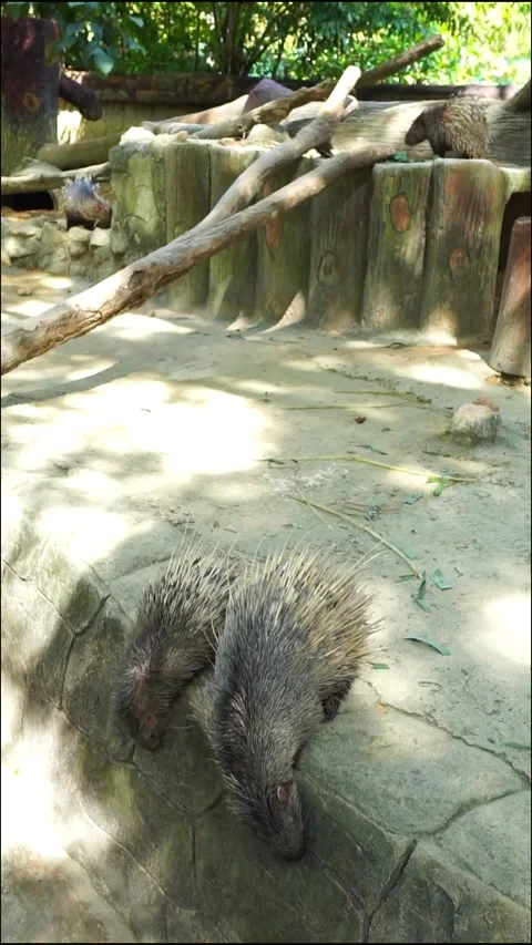Porcupines Stock Footage 317998735