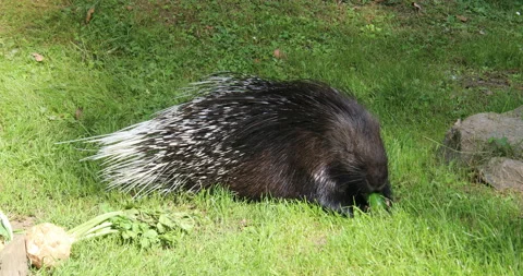 Porcupines sit in the meadow Stock Footage 162113147