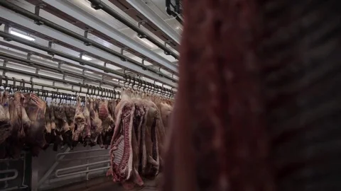 Pork body (carcase) in the ridge Stock Footage 81212337