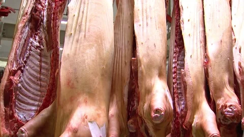 Pork carcasses hanging on hooks, camera panning, cutting shop, general plan Stock Footage 104932175