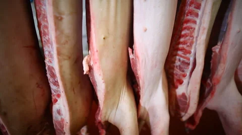 Pork carcasses hanging on hooks Stock Footage 59869673