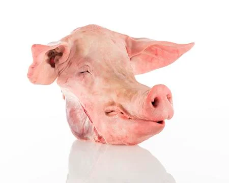 Pork head on white background Stock Photos