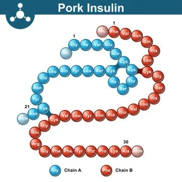 Pork insulin hormone structure Stock Illustration