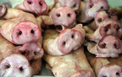 Pork noses Stock Photos