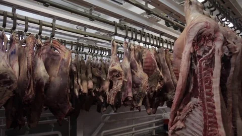 Pork (pig) carcases in the fridge Stock Footage 81213742