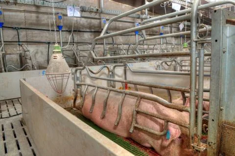 Pork plant Stock Photos