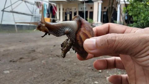 Pork snail Stock Photos