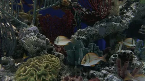 Porkfish Stockbeeldmateriaal 22222617