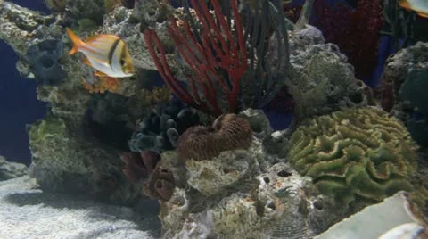 Porkfish Stock Footage 22222752