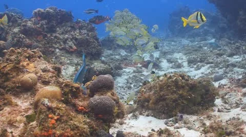 Porkfish, Parrotfish Vídeo Stock 11238603