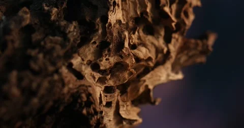 Porous Bark Texture in Soft Light. Stock Footage 260339444