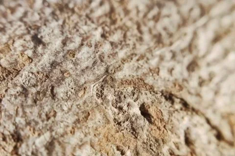 Porous hilly texture of bark of a tree light texture Stock Photos